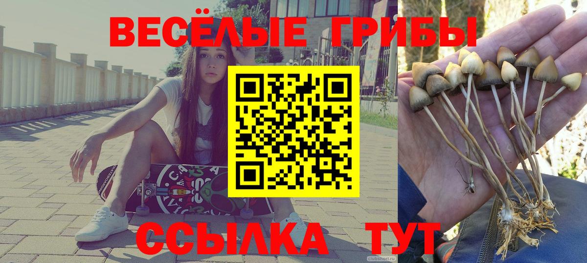 Псилоцибиновые грибы Cubensis  Псилоцибиновые грибы Cubensis  Братск  Вход с VPN 
